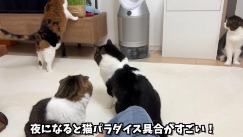 家族猫集合