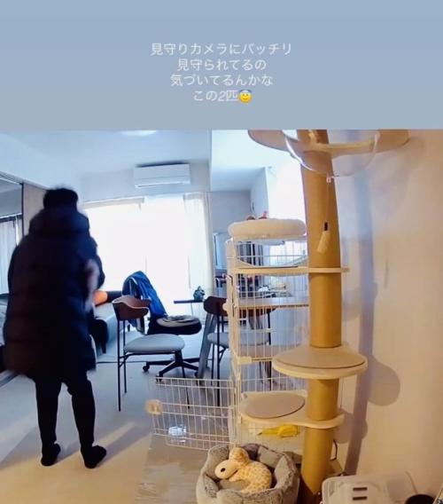 パパに抱っこされる保護猫