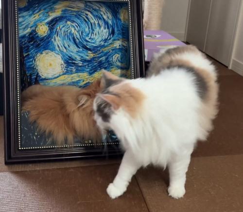 歩き出す猫