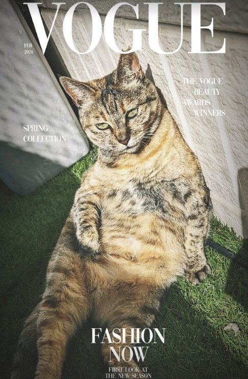 雑誌の表紙風の猫