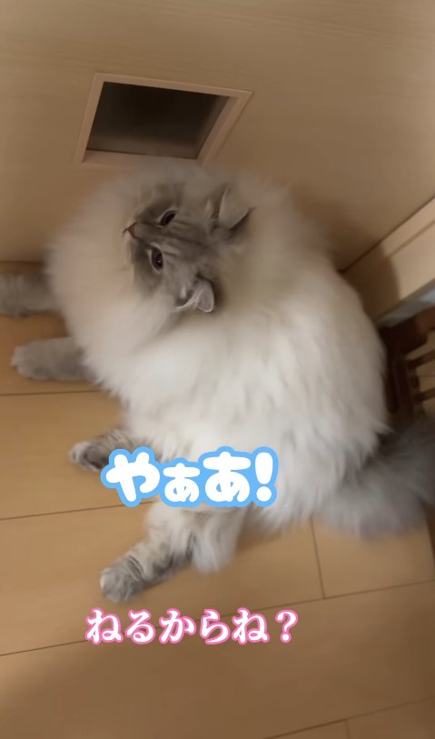 ドアの前で伏せをしている猫「やぁあ!」