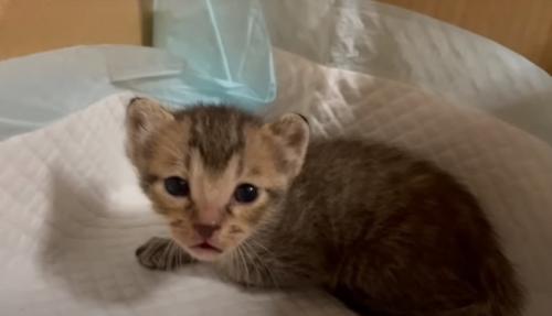 見つめる子猫