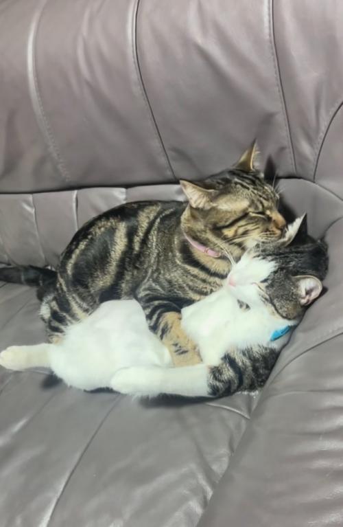 抱きしめる猫