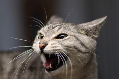 耳を伏せてなく猫