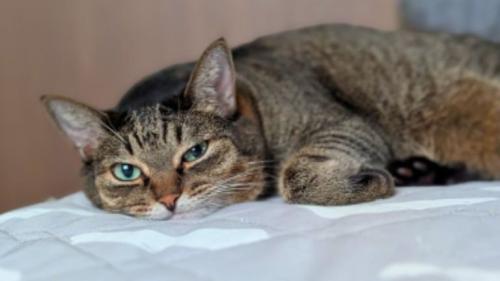 室内にいる猫