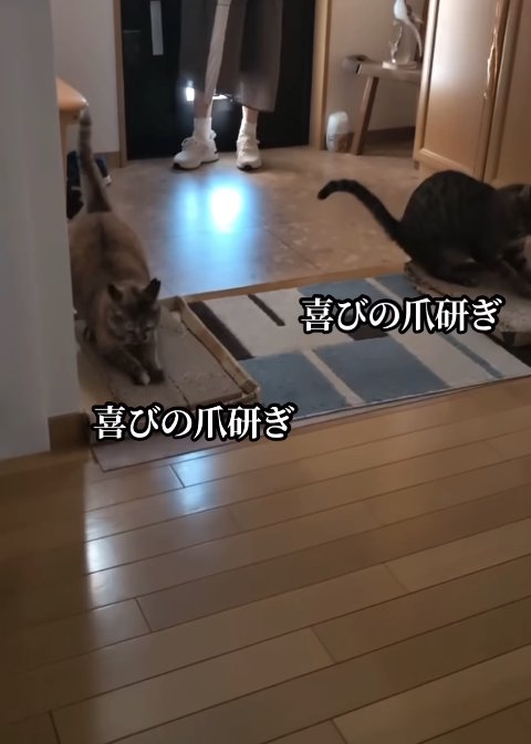 玄関で爪研ぎをしている2匹の猫