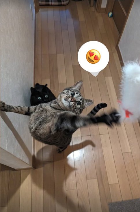 猫じゃらしに戯れているキジトラ