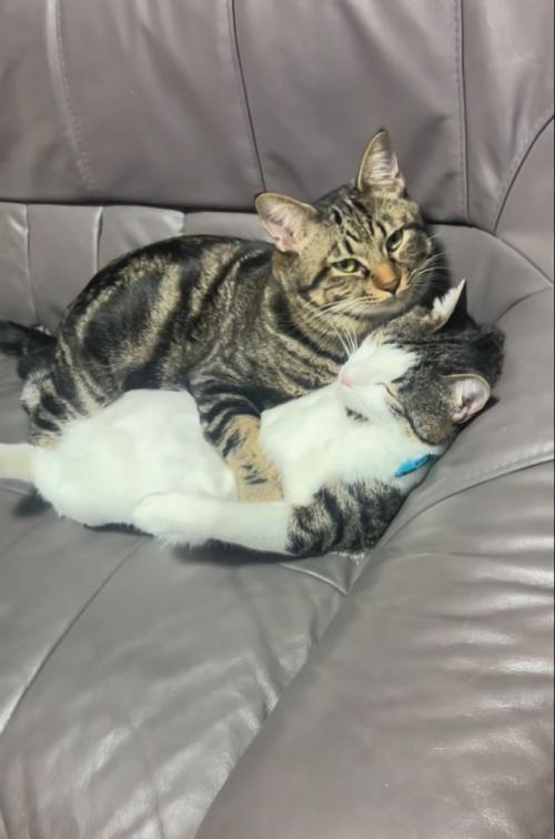 見つめる猫