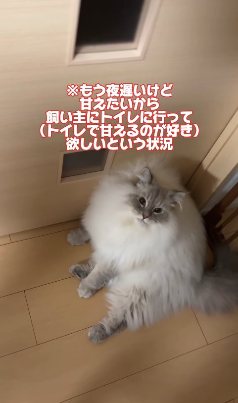 ドアの前で座り込んでいるカメラ目線の猫