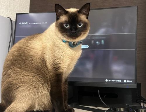 モニター前に居座る猫