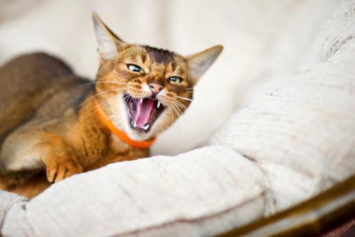 怒り顔の猫
