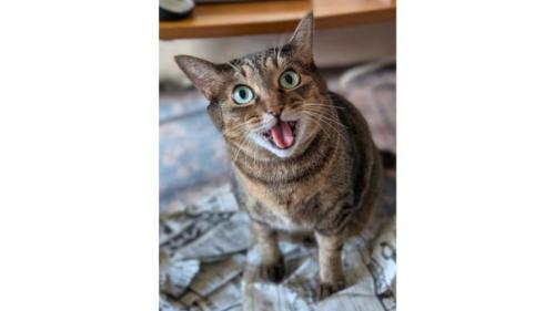 室内にいる猫