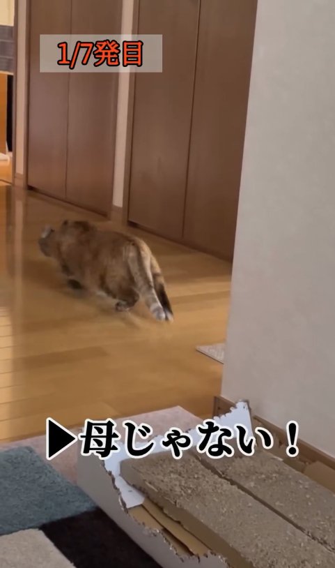 体勢を低くして逃げていく猫の後ろ姿