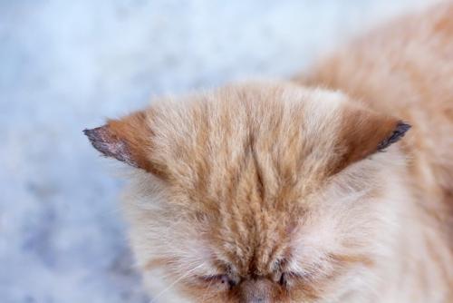 ぐったりする猫