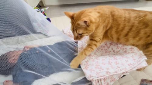 赤ちゃんに近づく茶トラ猫