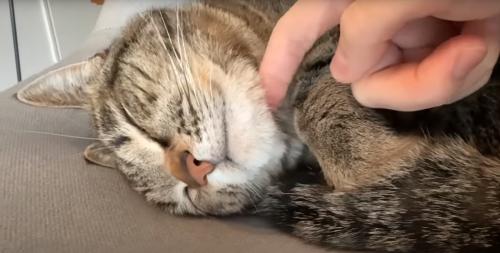 撫でてもらう猫
