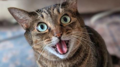室内にいる猫