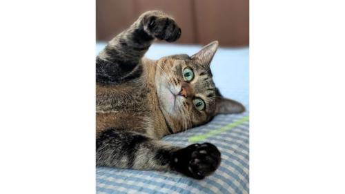 室内にいる猫