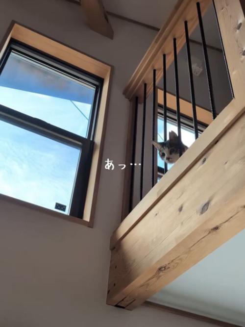 下をのぞく猫