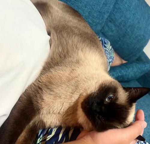 手枕してもらう猫