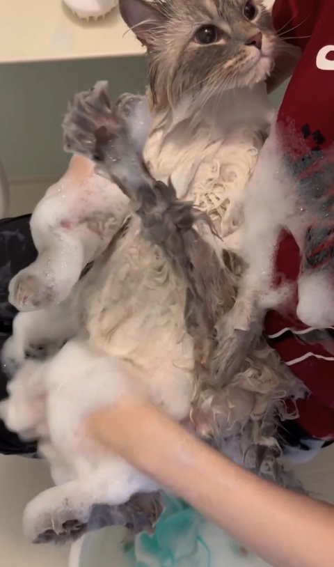 膝の上で洗われている猫