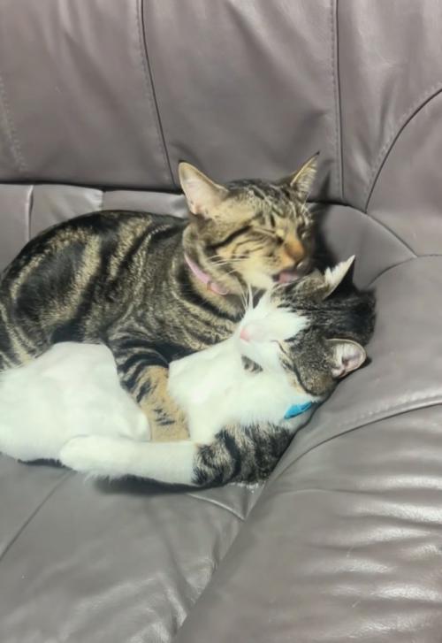 毛づくろいする猫