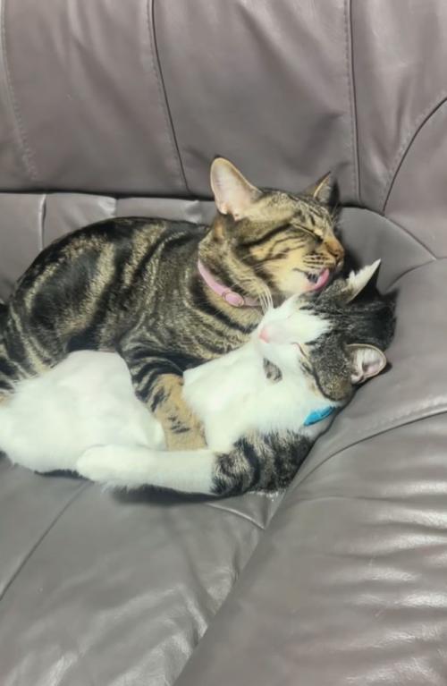 抱きしめて毛づくろい