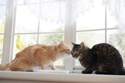 窓辺の2匹の猫