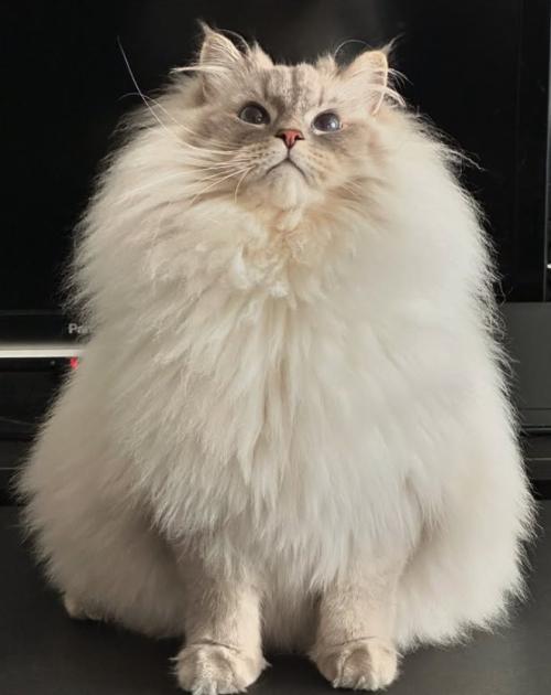 お座りをしている猫