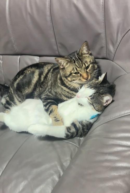 目を逸らす猫