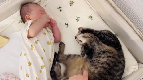 ベビーベッドで寝る赤ちゃんとキジトラ猫