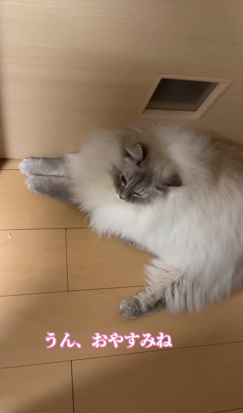 ドアの前で伏せをしている猫「うん、おやすみね」