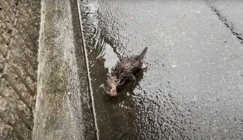 ずぶ濡れの子猫