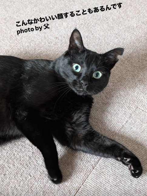 カメラ目線で横になっている黒猫