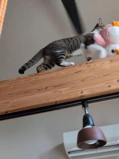 梁の上を歩く猫