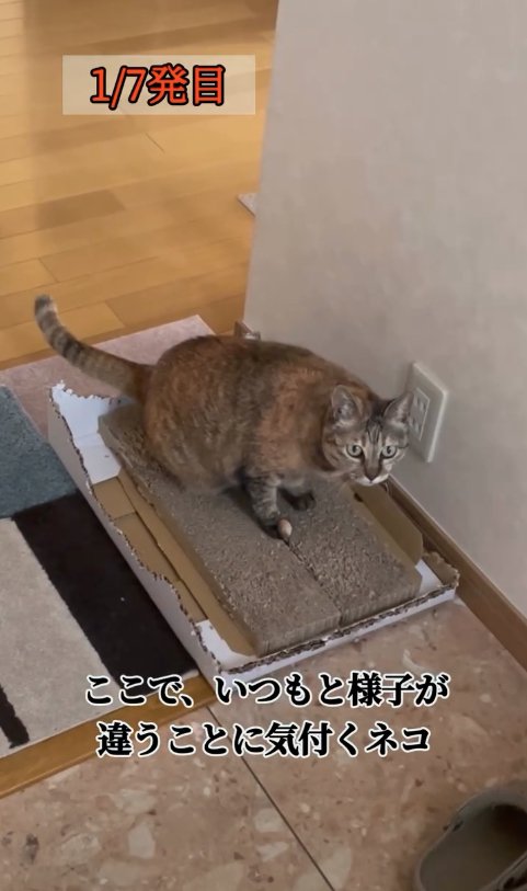 爪研ぎの上に座っている前傾姿勢気味の猫