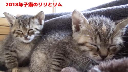 寝落ちする姉妹