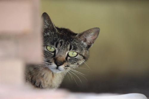 警戒した表情でのぞく猫