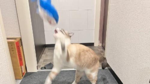 ぬいぐるみで遊ぶ猫