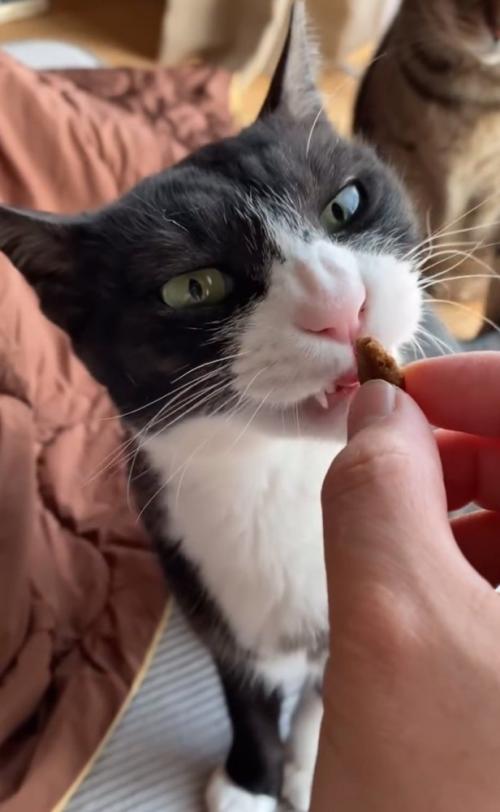 食べにくそうな猫