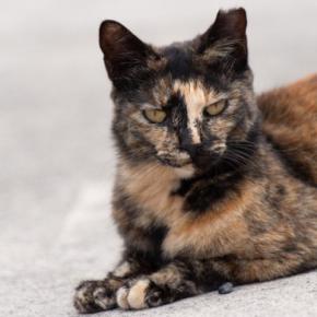 15415b82eef9b95542805c51fb5ae2