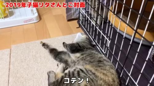 コテン！