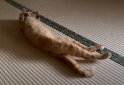 畳の上で寝転ぶ猫
