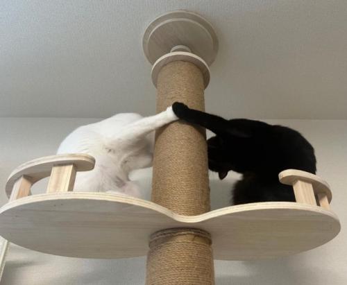 キャットタワーの上でパンチをする白猫と黒猫