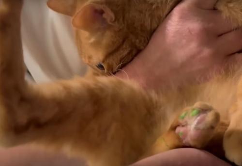 抱かれた猫