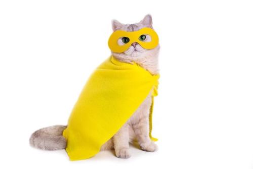 英雄猫のイメージ