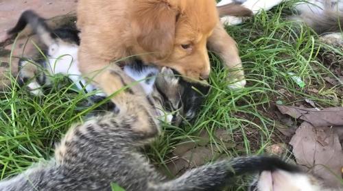 子犬に遊ばれる子猫