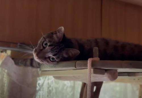 キャットタワーの上の猫