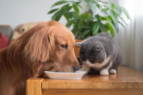 犬にご飯を譲る猫