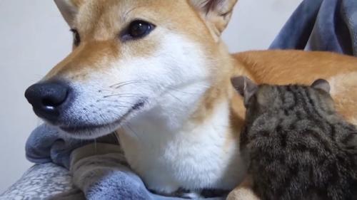 柴犬のお腹に